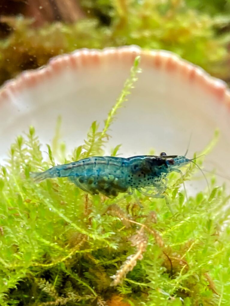 trächtiges "Blue Dream" Weibchen