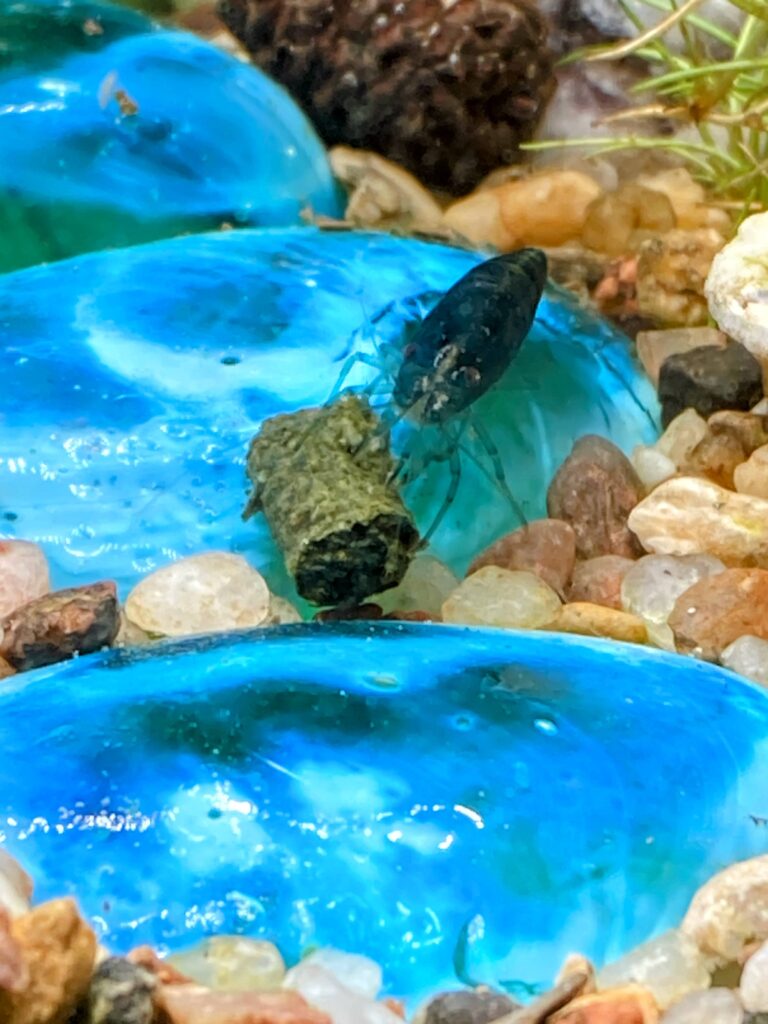 "Blue Dream" beim Fressen